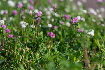 Fototapeta premium Wild clover meadow with pink and white blossoms