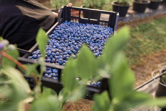 Farmer picking fresh blueberries on a farm.