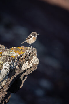 View of a small stonechat bird perched on a lichen-covered volcanic rock at Calderon Hondo in Las Palmas, Canarias, Spain.