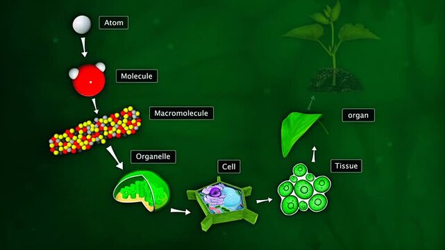  Levels of organisation in plants.