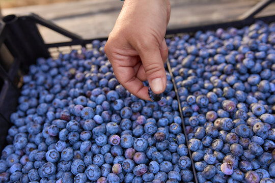 Farmer picking fresh blueberries on a farm.