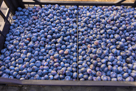 Freshly picked organic blueberries in fruit crates prepared for selling on a market.