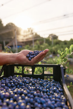 Farmer picking fresh blueberries on a farm.