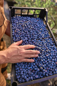 Farmer picking fresh blueberries on a farm.