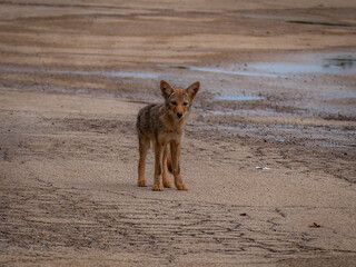 A single young coyote pup stands alert on an empty, weathered concrete ground looking directly into the camera © Donald