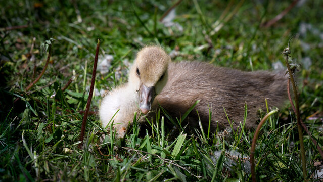 Baby Greylag Gosling on Grass Feeding