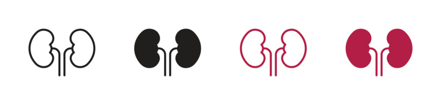 Kidney icons set, Renal health symbols, Human organ icons, Urinary system signs, Medical anatomy vect