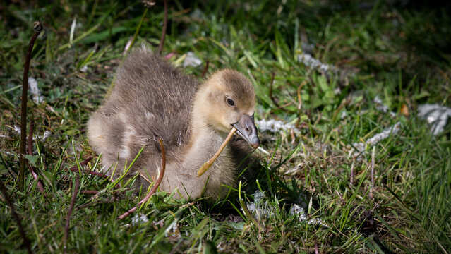 Baby Greylag Gosling on Grass Feeding