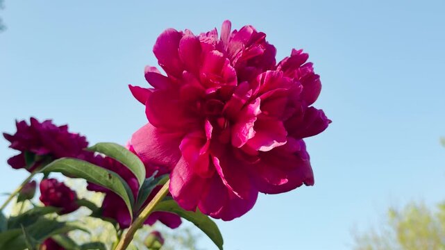 A large magenta peony flower opens its layered petals in full bloom. The vibrant blossom stands on a slender green stem against a bright blue sky.
