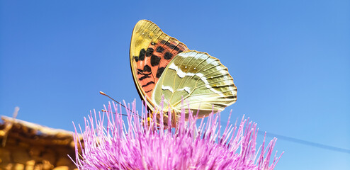Cardinal butterfly with folded wings feeding on a purple thistle flower  © mawahibetilouguite