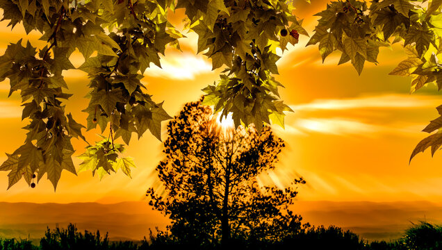 Silueta de &aacute;rbol al atardecer, hojas en primer plano y luz dorada sobre colinas.