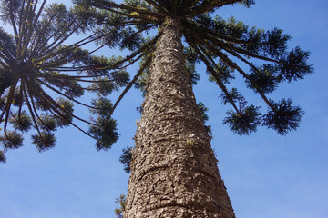 Fototapeta premium low angle of Araucaria trees, aka Araucaria angustifolia, in forest of southern Brazil