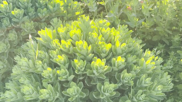Thick green stonecrop sedum foliage grows into a dense rounded mound. The fleshy serrated leaves catch bright morning sunlight. Other wild garden plants blur softly in the background.