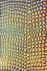 Obraz premium Close-up view of reptile skin with colorful patterns taken in natural light during the afternoon