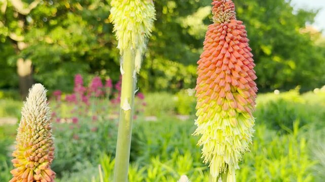 Colorful red hot poker flowers grow and stand tall in a lush green park. These bright, torch-like blossoms create a lively and beautiful view in the warm sunlight.