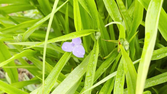 A delicate purple spiderwort flower blooms beautifully. The wet three-petaled blossom rests hidden among long, rain-kissed green leaves in an outdoor garden.