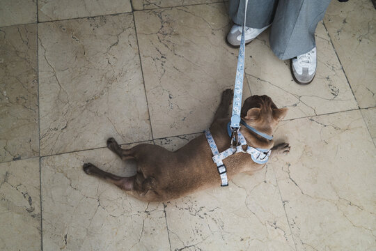 French Bulldog Lying on Marble Floor