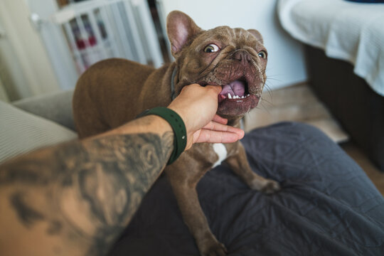 French Bulldog Mouthing Hand