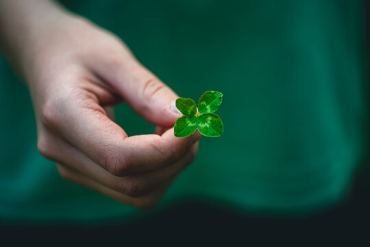 Hand holding a fresh green four leaf clover against a blurred natural background, symbolizing good fortune, success, and a rare finding in nature