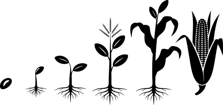 Black silhouette of corn plant growth stages from seed to cob with roots  corn, maize, plant, growth