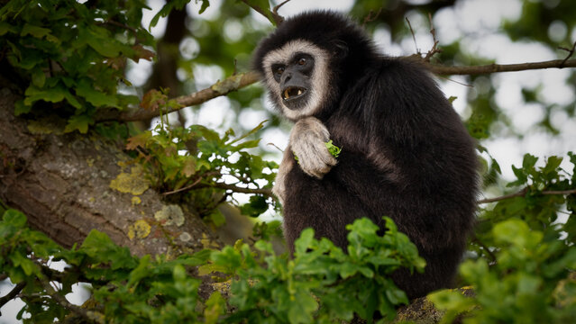 Male Gibbon Sitting in a Tree