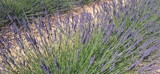 Valensole © Fred