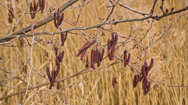  branches and twigs of an alder tree with brown catkins in winter -- alnus 