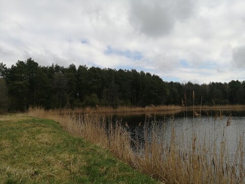 Grassy shore of a forest lake with dry reeds under a cloudy spring sky