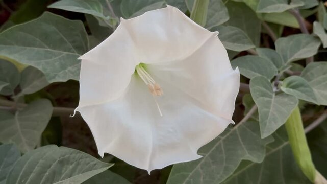 Beautiful white datura metel flowers blooming in the garden close up 