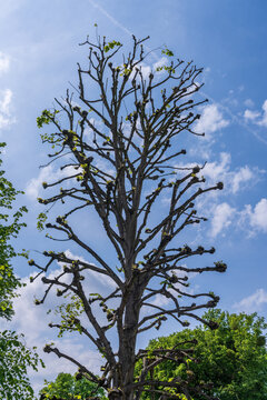 Pollarded tree with new leaf growth silhouetted against a vibrant blue sky with scattered clouds in Herrenhausen Gardens, Hanover.