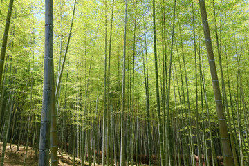 Fototapeta premium 緑さす京都嵐山の竹林。