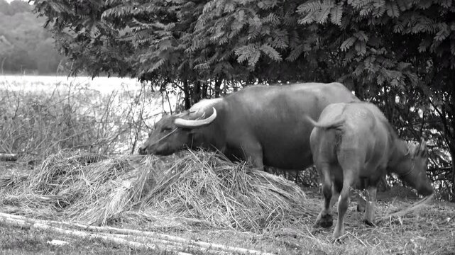 Black and white video of domestic Asian water buffaloes eating dry straw under a tree.