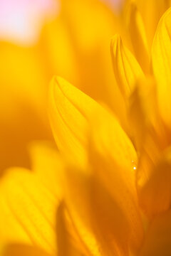 details of sun flower shot with practical effects