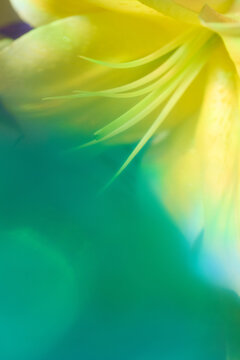 details of star lily shot with practical effects