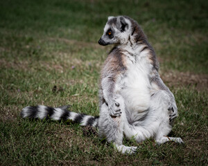 Fototapeta premium Ring-tailed Lemur Sitting on Grass