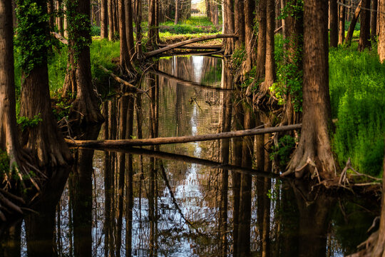Cypress tree trunks