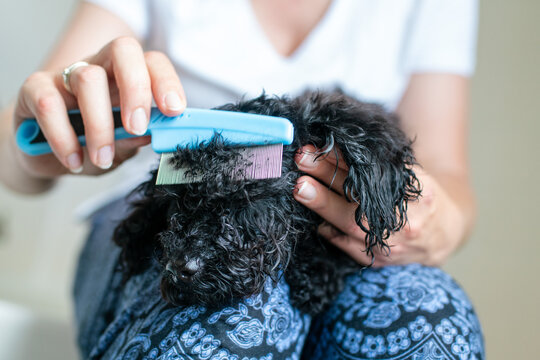 wash and dry dog