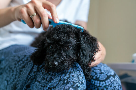 wash and dry dog