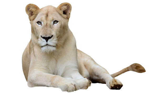 Majestic white lioness resting isolated on transparent background