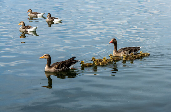 Two adult geese and a line of goslings swimming on the calm waters of Lake Steinhude in Lower Saxony, Germany.