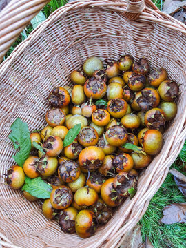 Medlar Harvest