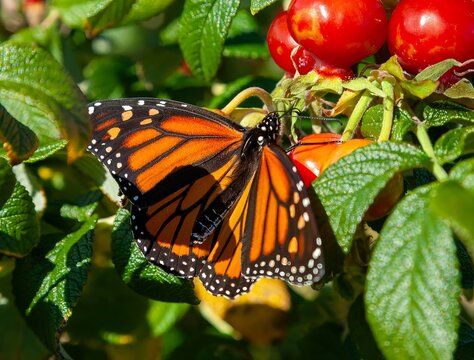A colorful monarch butterfly on red cherry tomatoes, or are they rose hips, St Simons Island, GA, 2006