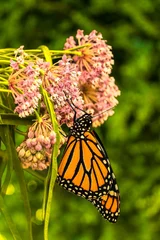 a monarch butterfly on their favorite flower, a milkweed, with a dark background with dapled green out of focus foliage.  It just recently emreged from its pupa or chrysalis. © Bob