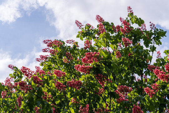 Pink blossoms and green leaves of a tree against a bright blue sky with white clouds in Georgengarten, Hanover, Lower Saxony, Germany.
