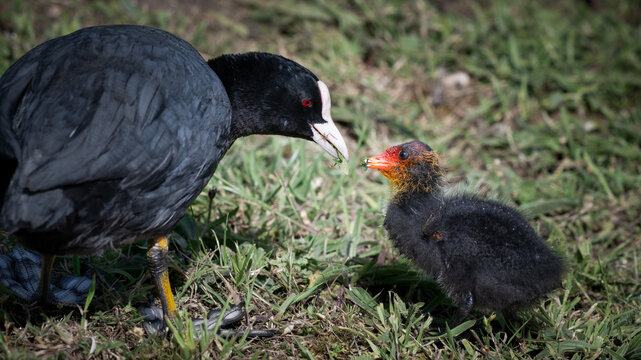Adult Coot Feeding its Baby