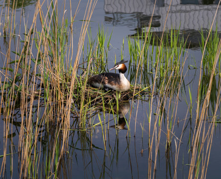 A Great Crested Grebe sits on its nest among tall reeds in the shallow waters of Steinhuder Meer, Germany.