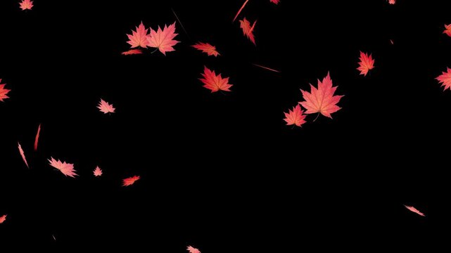 Autumn maple leaves falling gracefully on black background with realistic seasonal foliage animation 4k
