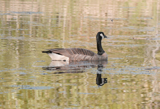 Canadian Goose at Cheam Lake Wetlands Regional Park during a spring season in Rosedale, Fraser Valley, British Columbia, Canada