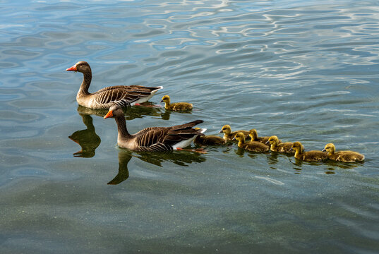 Two adult geese and their numerous goslings gracefully swim in a calm lake in Steinhude, Steinhuder Meer, Lower Saxony, Germany.