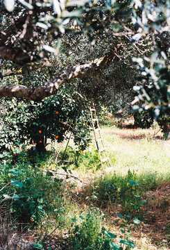 Orange Trees and a Ladder in a Sunny Field